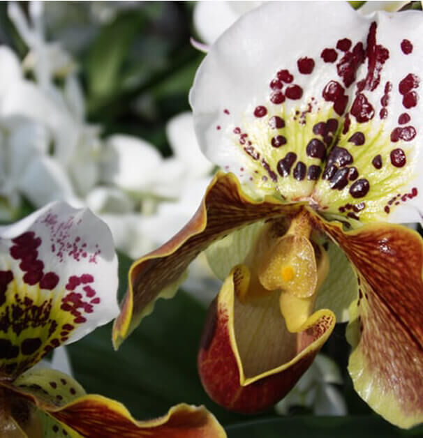 A close-up of a colorful orchid flower featuring white petals with purple and yellow markings, and a distinctive brownish bloom.