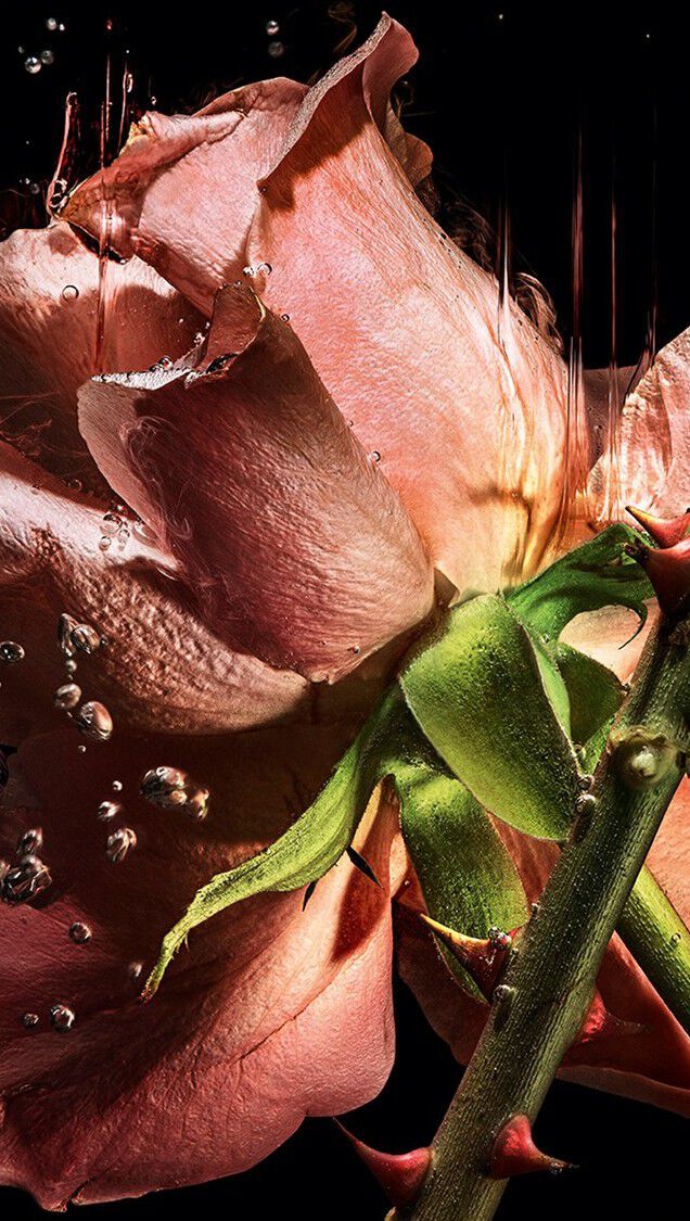 YSL LVDP Blouse Eextrait de Parfums ingredient: luxueuze roze rozenblaadjes en doornige stengels die sierlijk in water macereren.