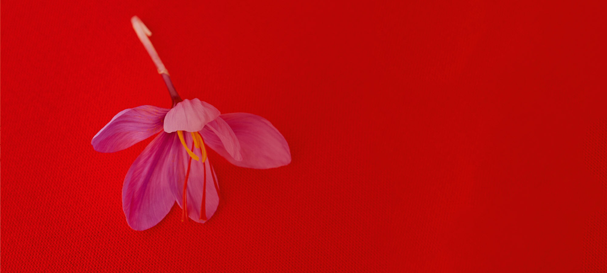 A single purple flower with delicate petals resting on a vibrant red background.
