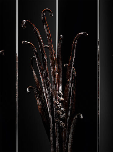 A close-up of a dark, textured sculpture resembling twisted branches or tendrils, set against a black background. The intricate details and shadows create a striking visual effect.