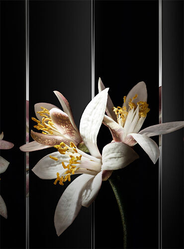 A close-up of a delicate white flower with yellow stamens, set against a dark, reflective background. The flower's petals are softly lit, highlighting its intricate details.