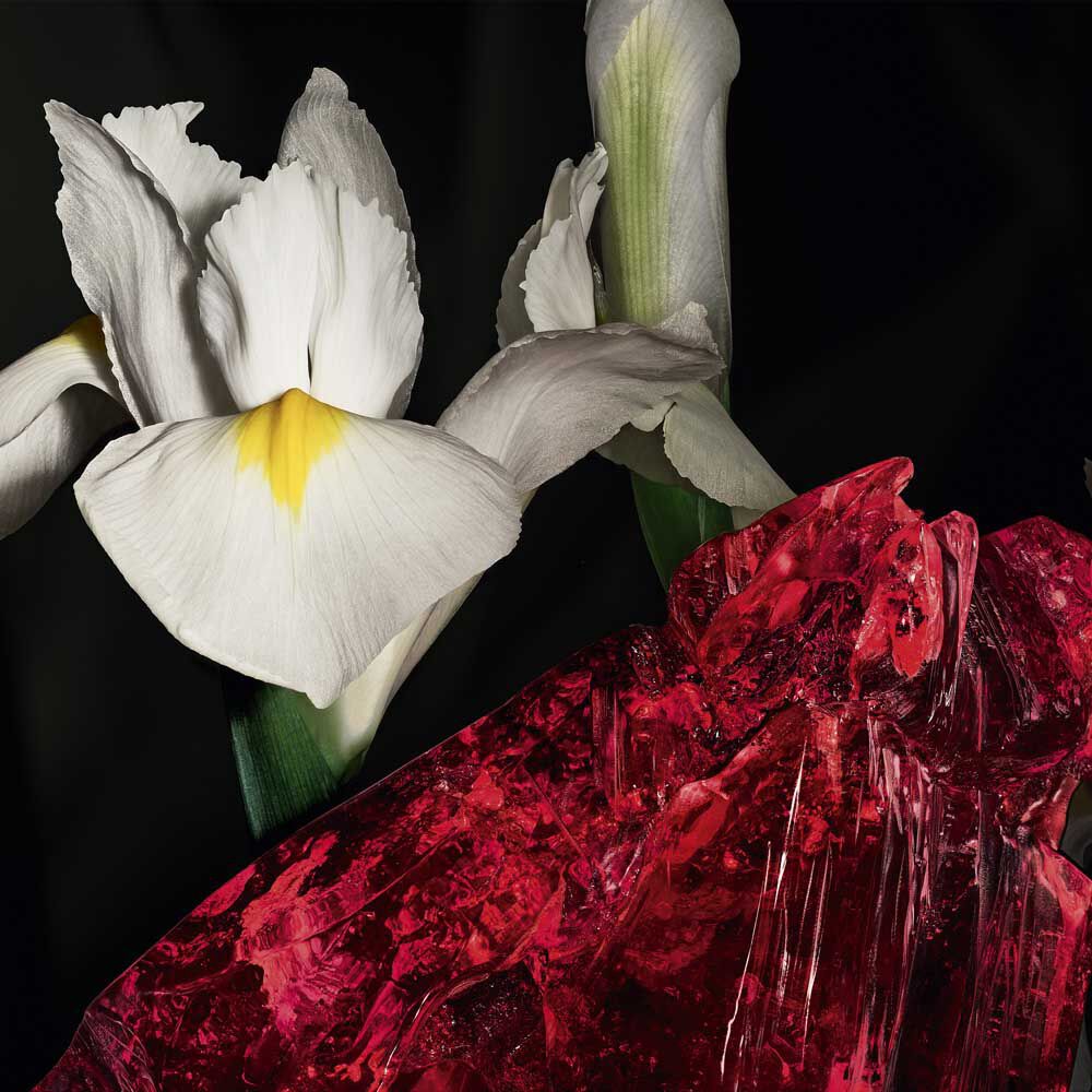Noble Iris pallida-bloemen en rode amberkristal, die de scherpe dualiteit van COEUR Eau de Parfum van YSL vertegenwoordigen.