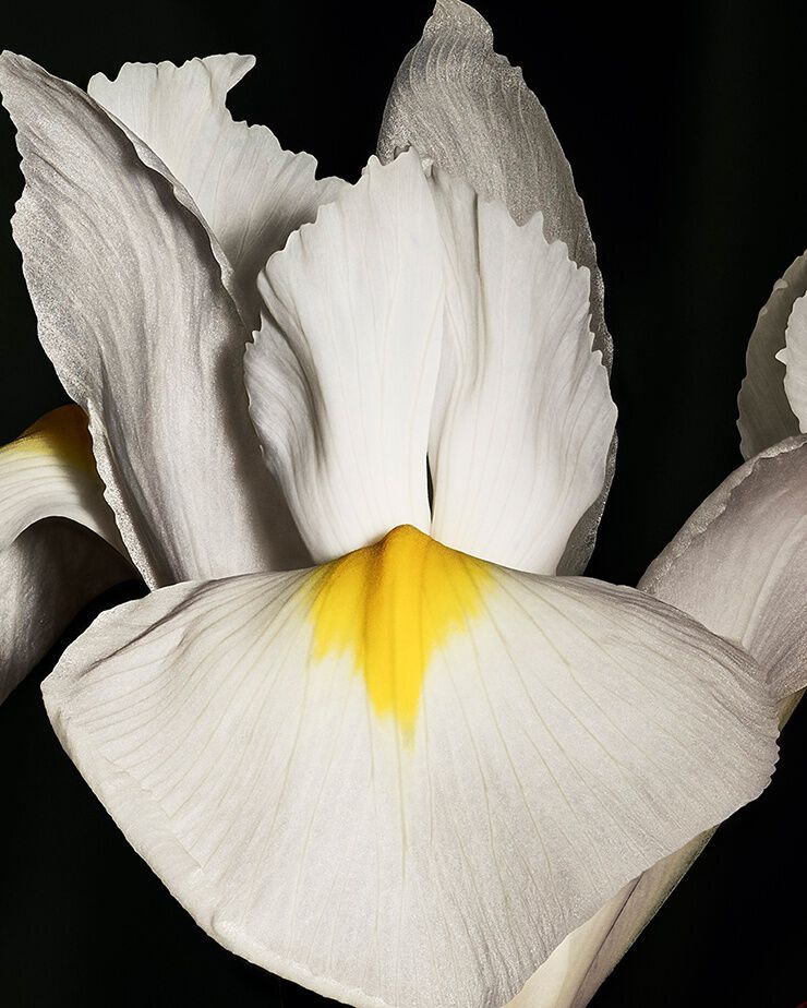 Edele Iris-pallida-bloem, die
de scherpe koelte en poederige
elegantie van CŒUR Eau de Parfum van
YSL vertegenwoordigt.