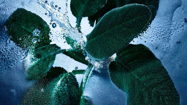 Verse salieblaadjes met water en ijs, die de aromatische en koele noten van YSL Y Eau de Toilette Intense Iced Cologne vertegenwoordigen.