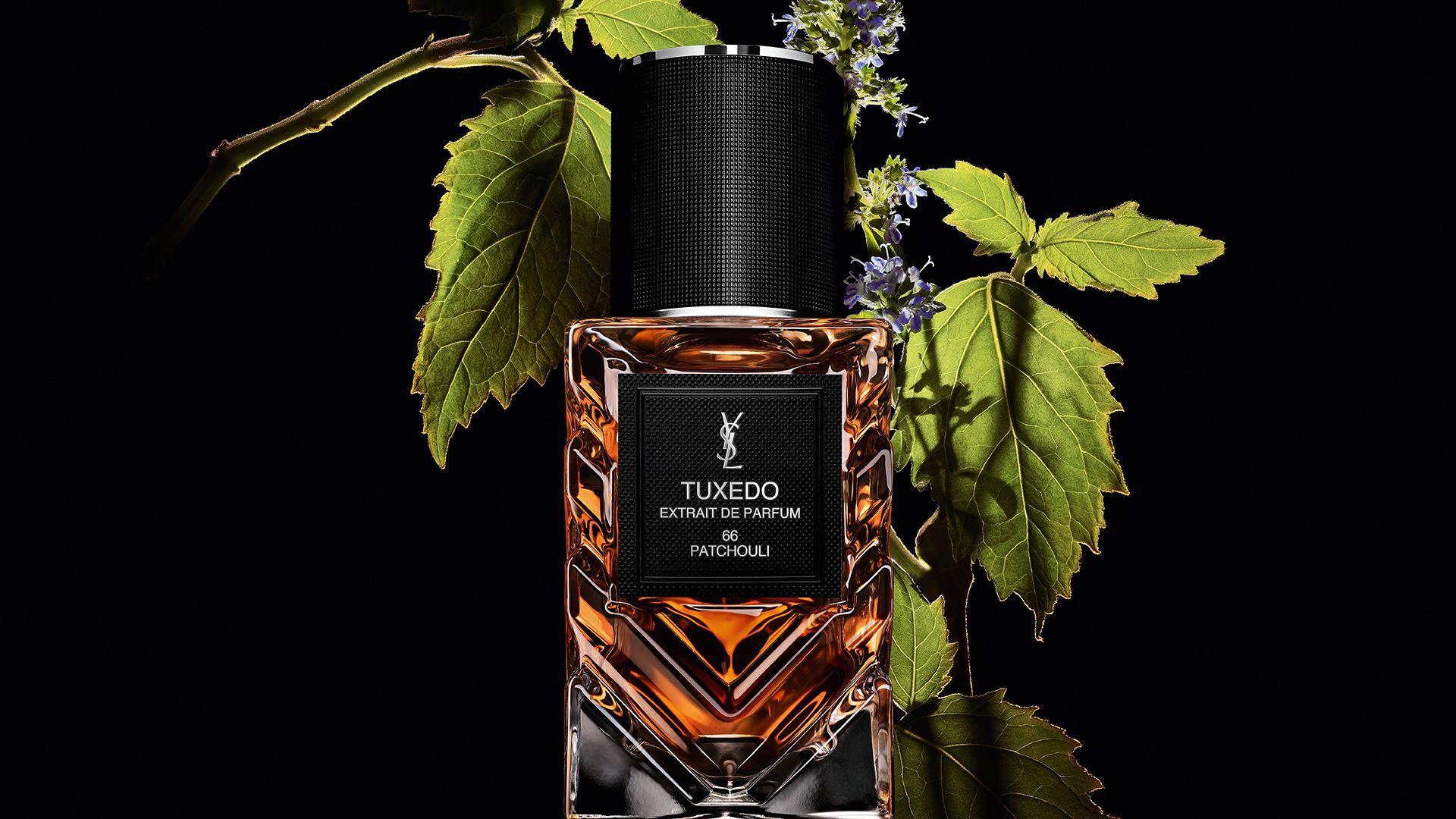 YSL LVDP Tuxedo Extrait de Parfum flacon, versierd met levendige groene patchoelibladeren en delicate paarse bloemen.