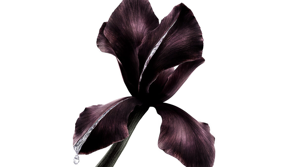 Donkerpaarse irisbloem, sleutelingrediënt in YSL Beauté Pure Shots, met een glinsterende druppel vloeistof.