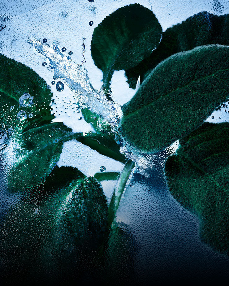 Verse salieblaadjes met water en ijs, die de aromatische en koele noten van YSL Y Eau de Toilette Intense Iced Cologne vertegenwoordigen.