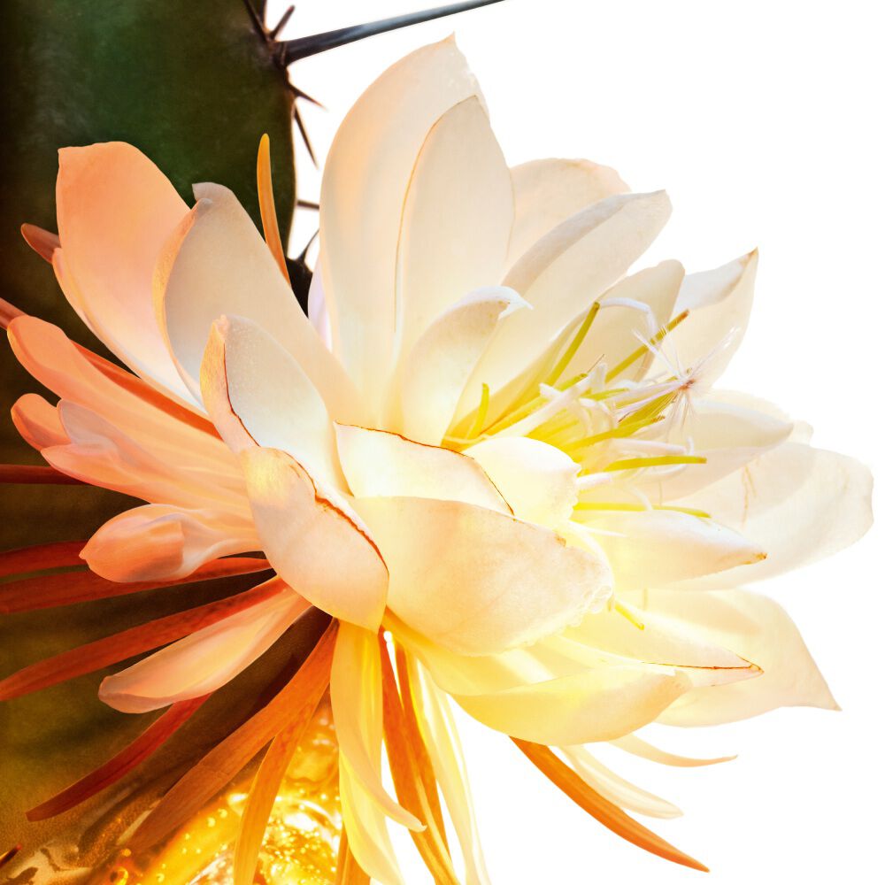 Close-up van een cactusbloem