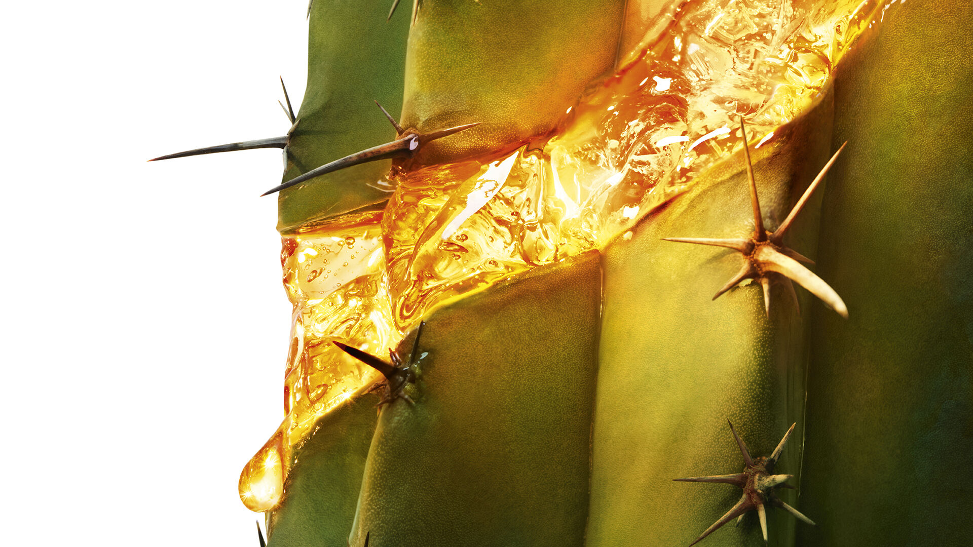 Moonlight cactus met gouden serum